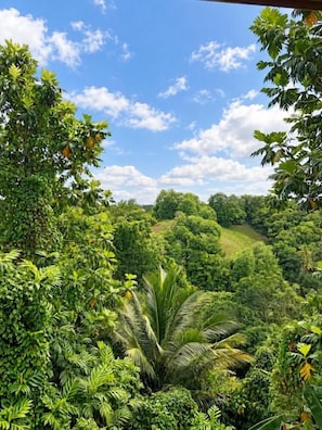 Un paisaje verde exuberante con follaje denso y un cielo azul despejado.