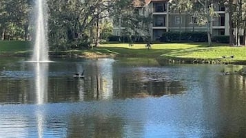 Un estanque tranquilo con una fuente, patos y un edificio al fondo.