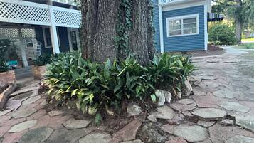 A tree with a thick trunk and a well-maintained hedge at its base, set against a stone-paved area with a building in the background.