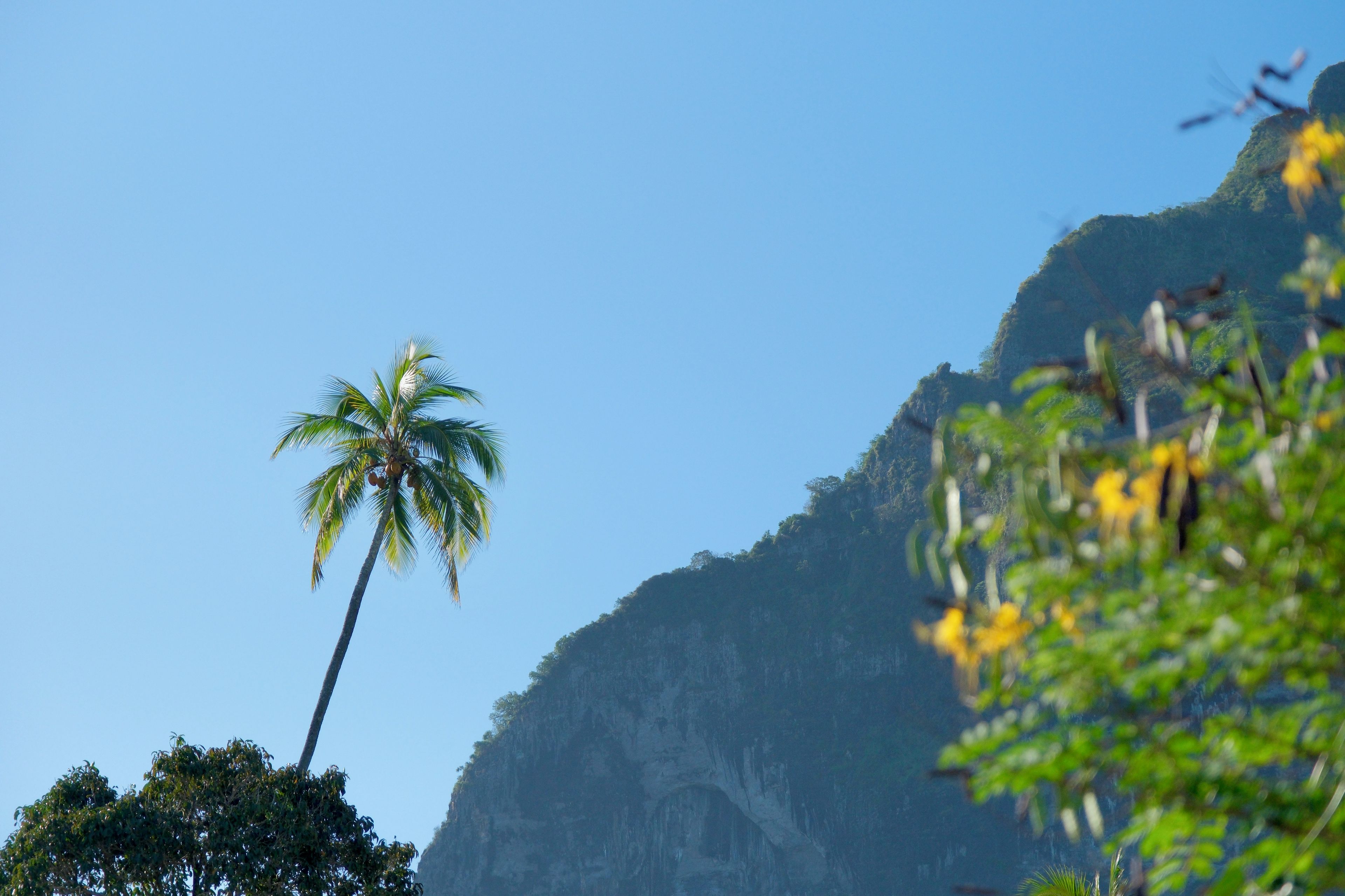 A palm tree against a clear sky, with a mountainous backdrop.