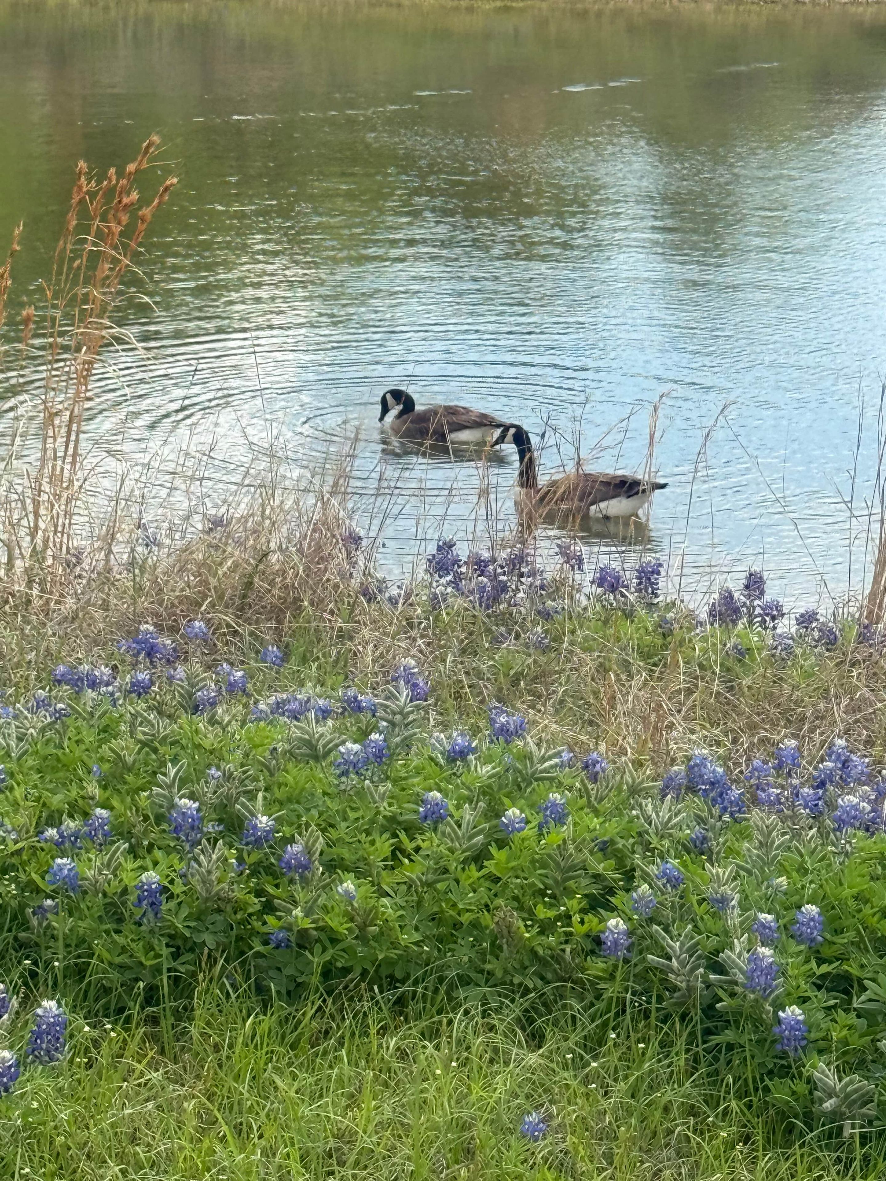 A pond with ducks and purple flowers in the foreground.