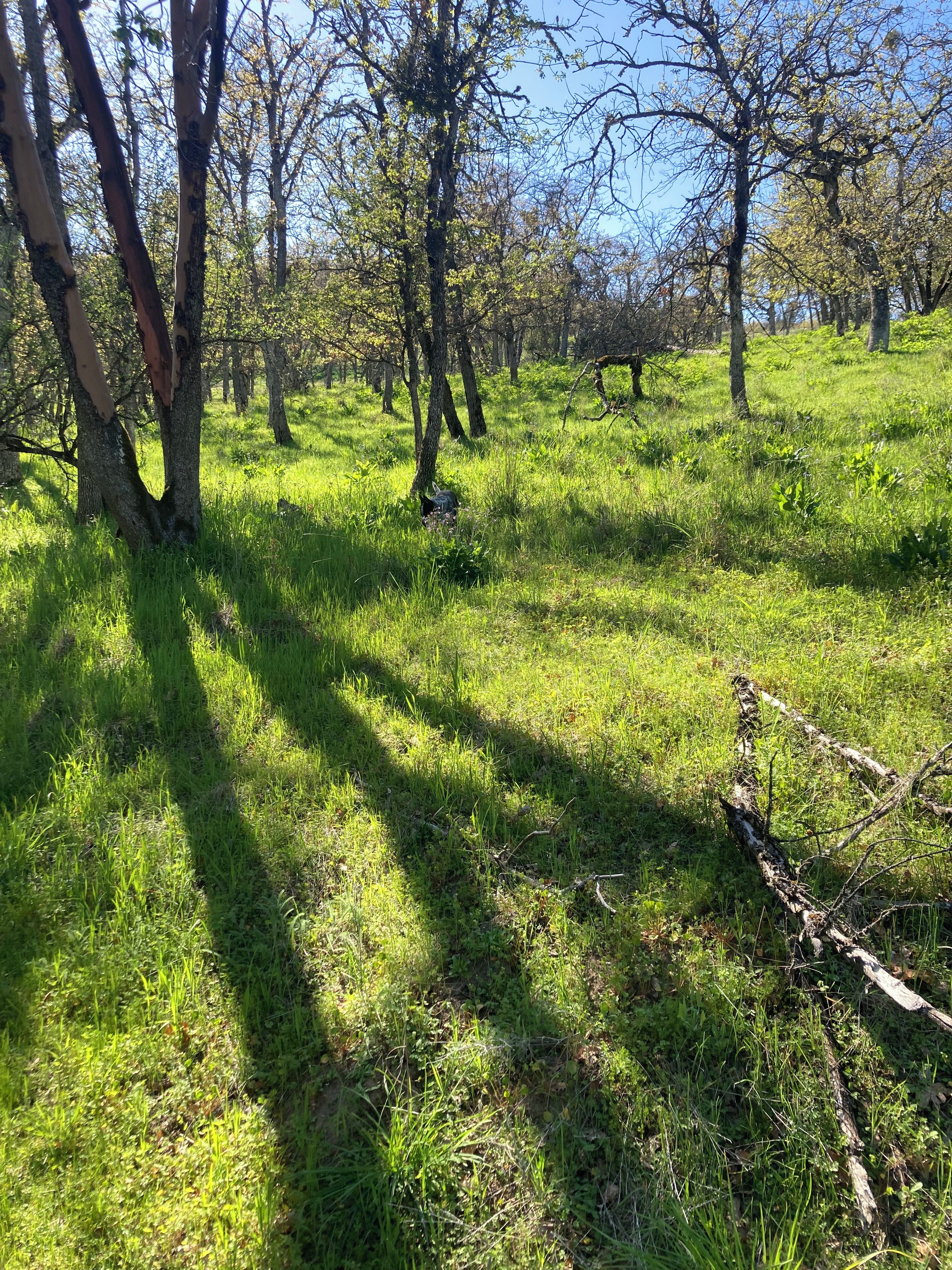 A natural landscape with trees and grass.