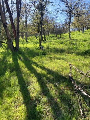 A natural landscape with trees and grass.