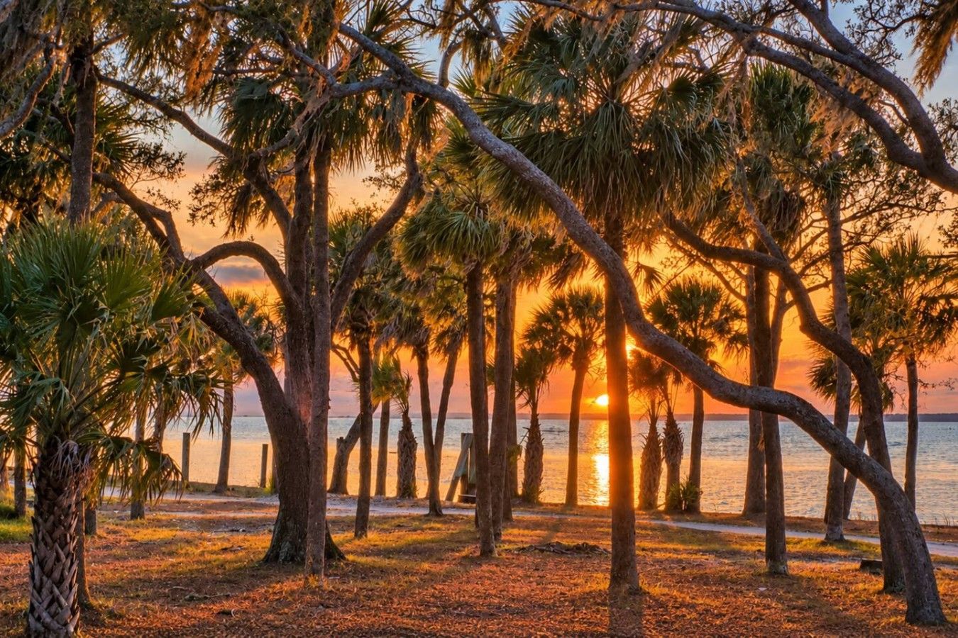 Een zonsondergang met bomen en een pad dat naar het water leidt.