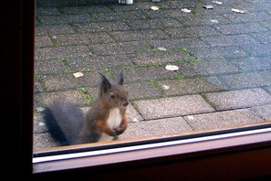 A squirrel on a paved surface. - Holiday home with 2 bedrooms (Lenzkirch OT Ruhbühl)