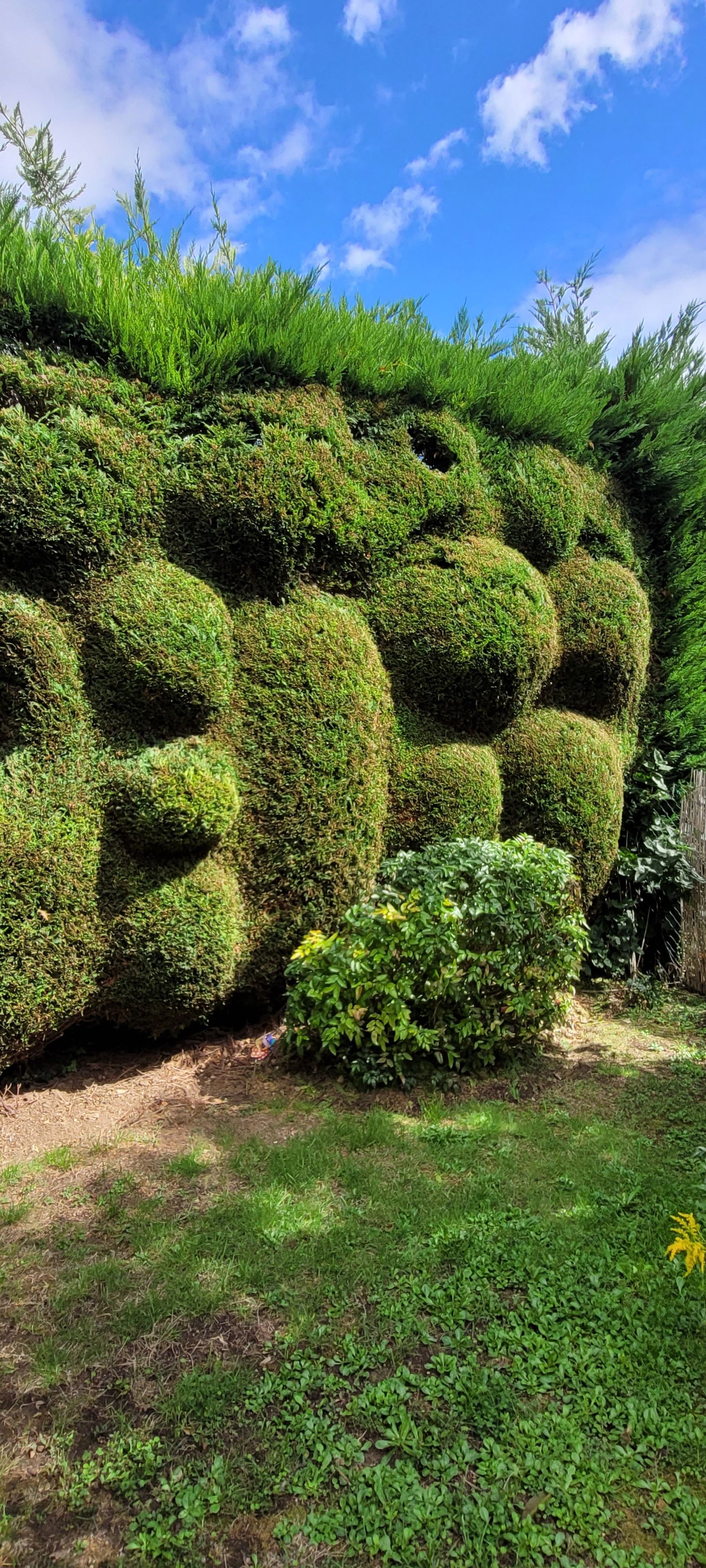 Een aangelegde tuin met een beeldhouwwerk van een beer, gemaakt van beukenhagen, omgeven door diverse struiken en planten.