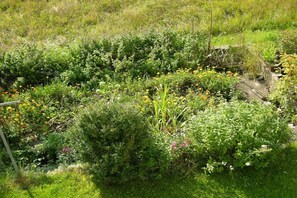 Ein Garten mit verschiedenen Pflanzen und Blumen.