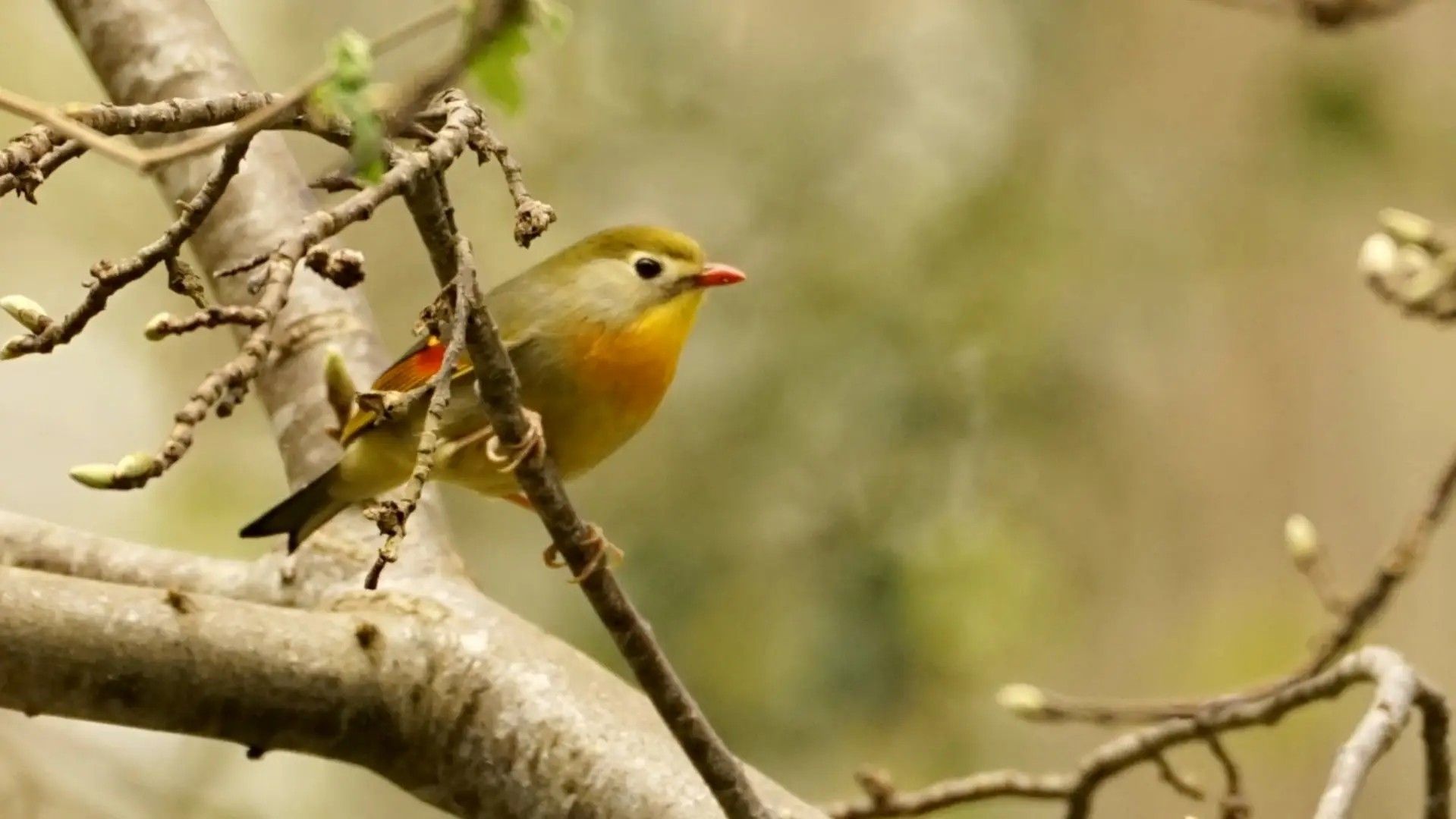 Un oiseau était perché sur une branche.