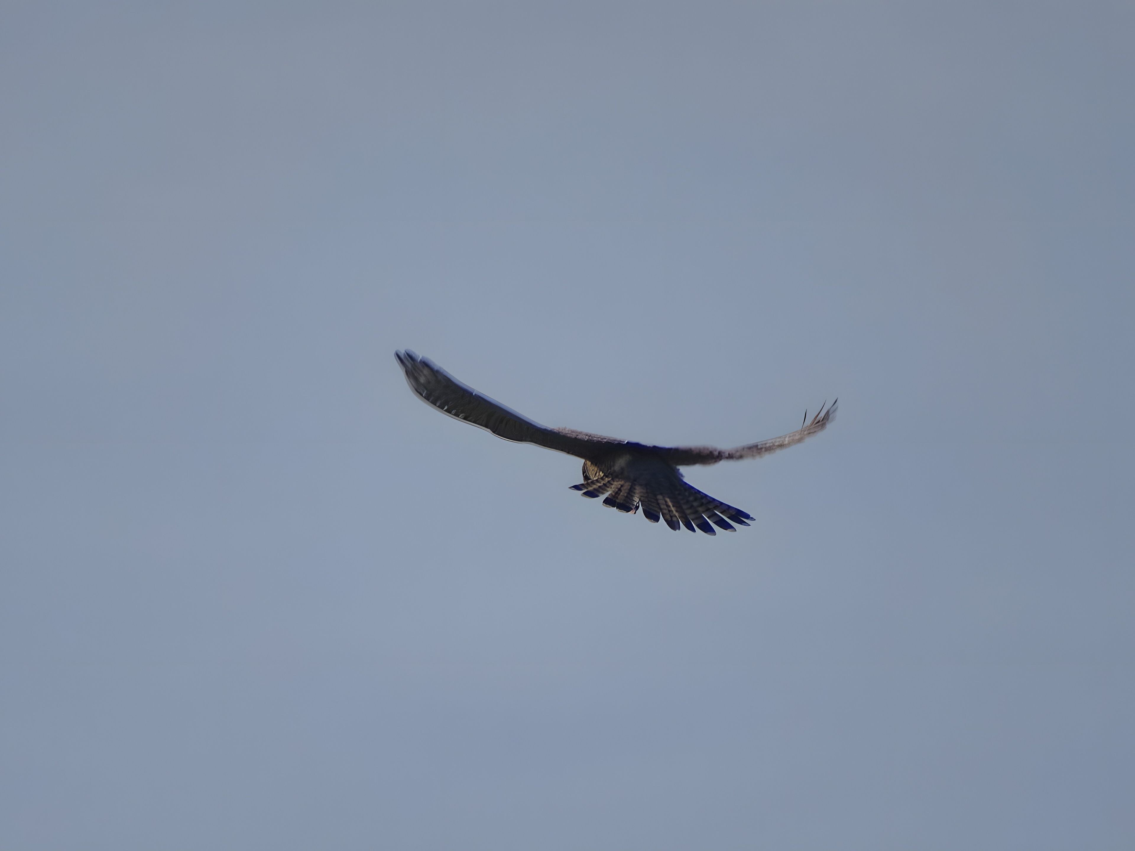 Een vliegende vogel voor een heldere lucht.
