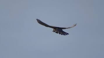 Een vliegende vogel voor een heldere lucht.