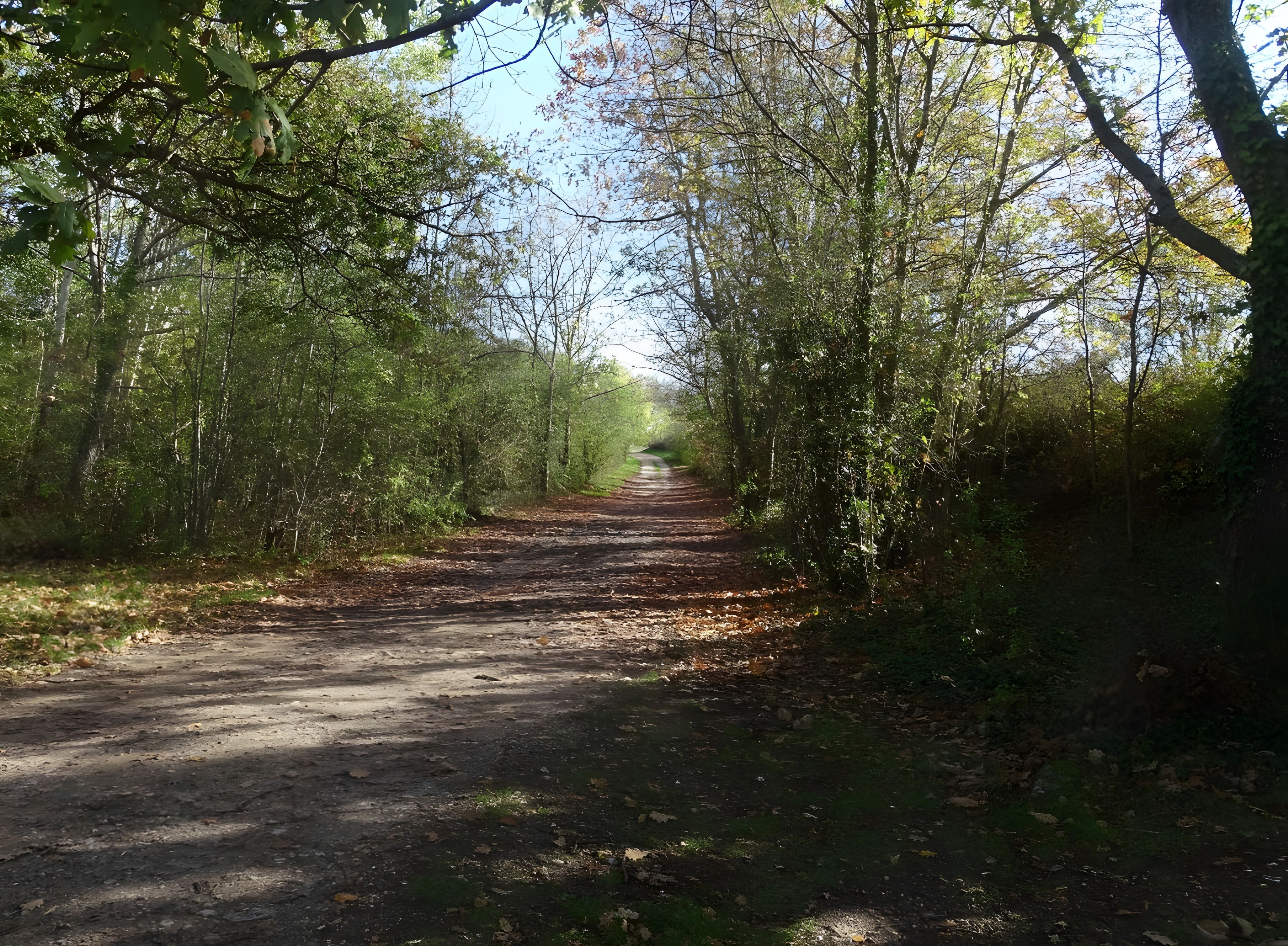 A dirt path surrounded by trees.