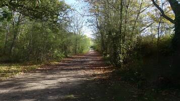 A dirt path surrounded by trees.