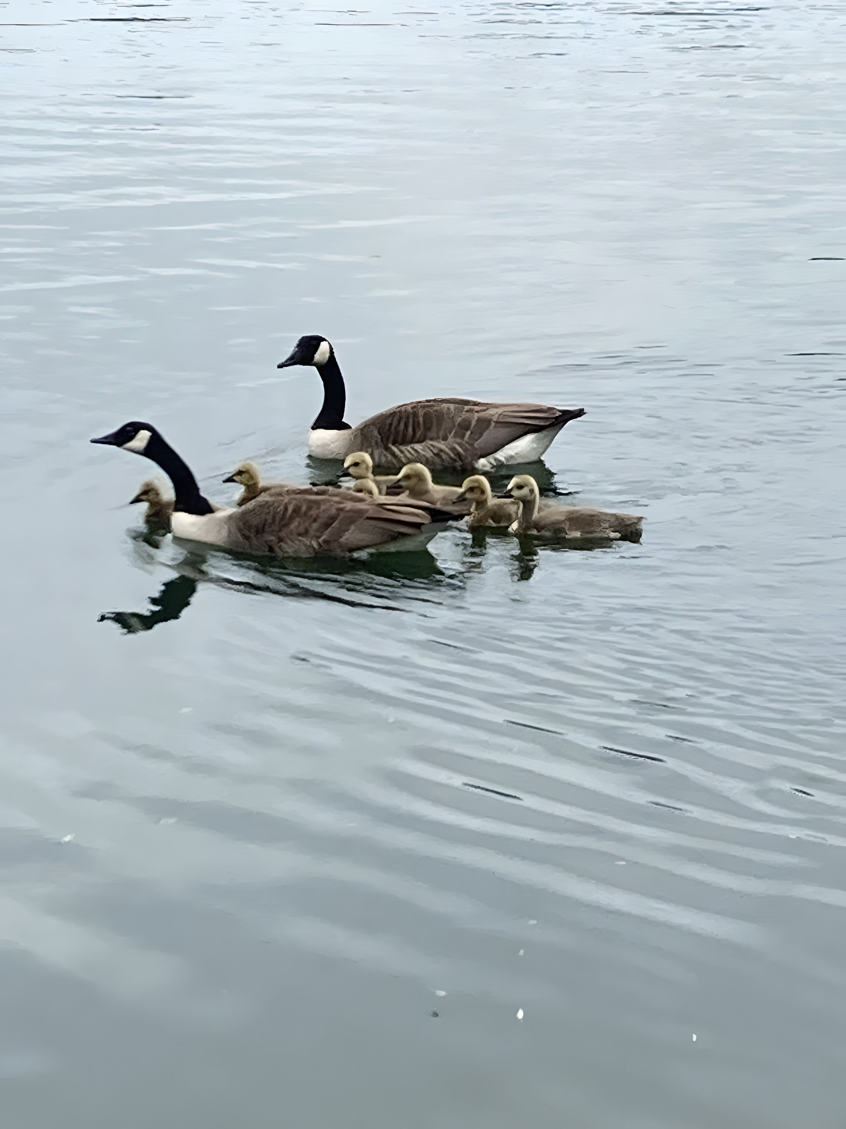 En grupp gäss som simmar i ett vattendrag.