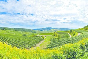 A vineyard with rows of grapevines and a winding path. - Bär's holiday apartment (Eichstetten)