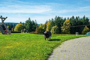 A pig in a grassy field with a paved path and trees in the background. - Holiday apartment with 2 bedrooms (St. Märgen)