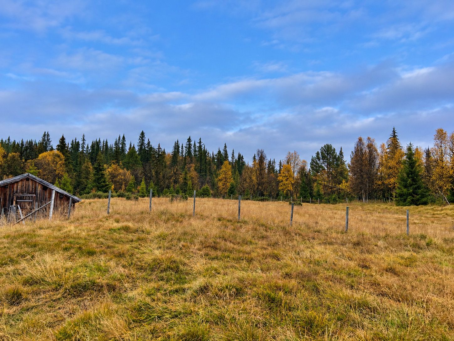 Paisaje rural con una cabaña de madera, un campo cercado y un bosque al fondo.