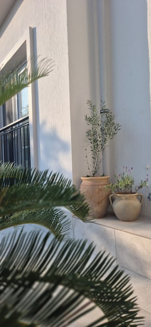 Fachada de edificio con ventana, planta en maceta y repisa de hormigón.