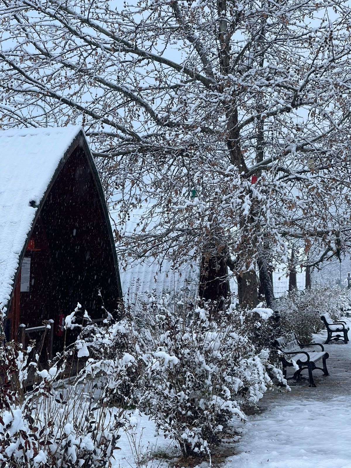 A snow-covered outdoor area with a building, benches, and snow-laden trees.