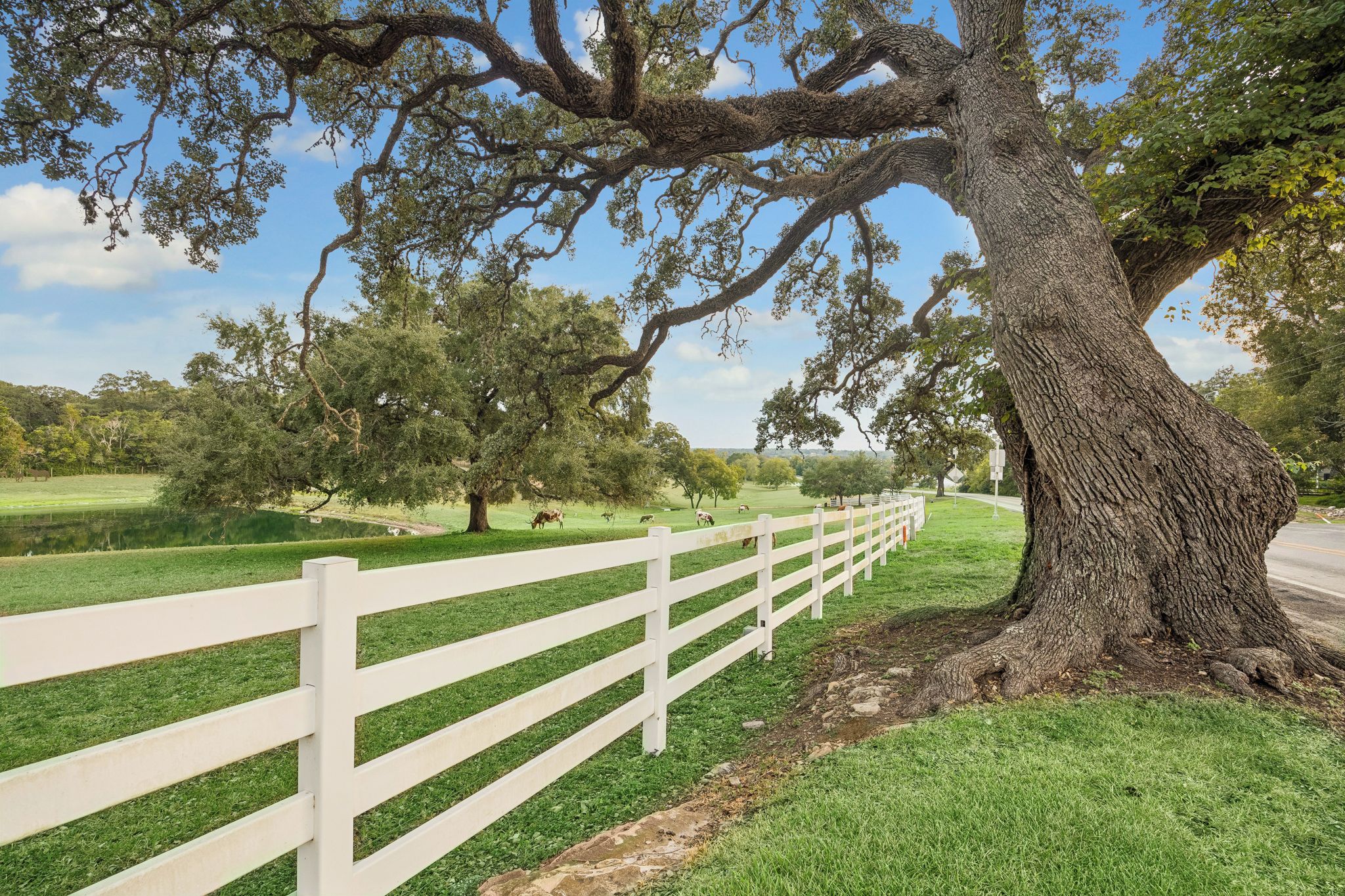 A white fence, a large tree, and a grassy field with cows.