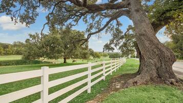 A white fence, a large tree, and a grassy field with cows.