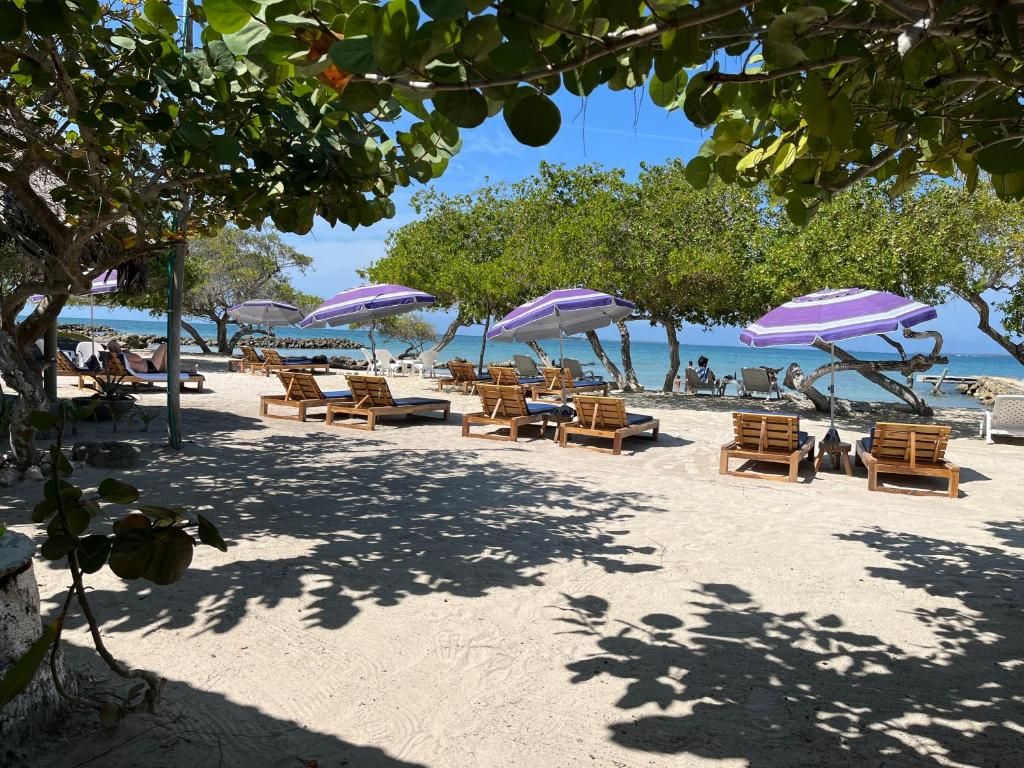 A beach with sun loungers and umbrellas, trees, and a clear view of the sea.