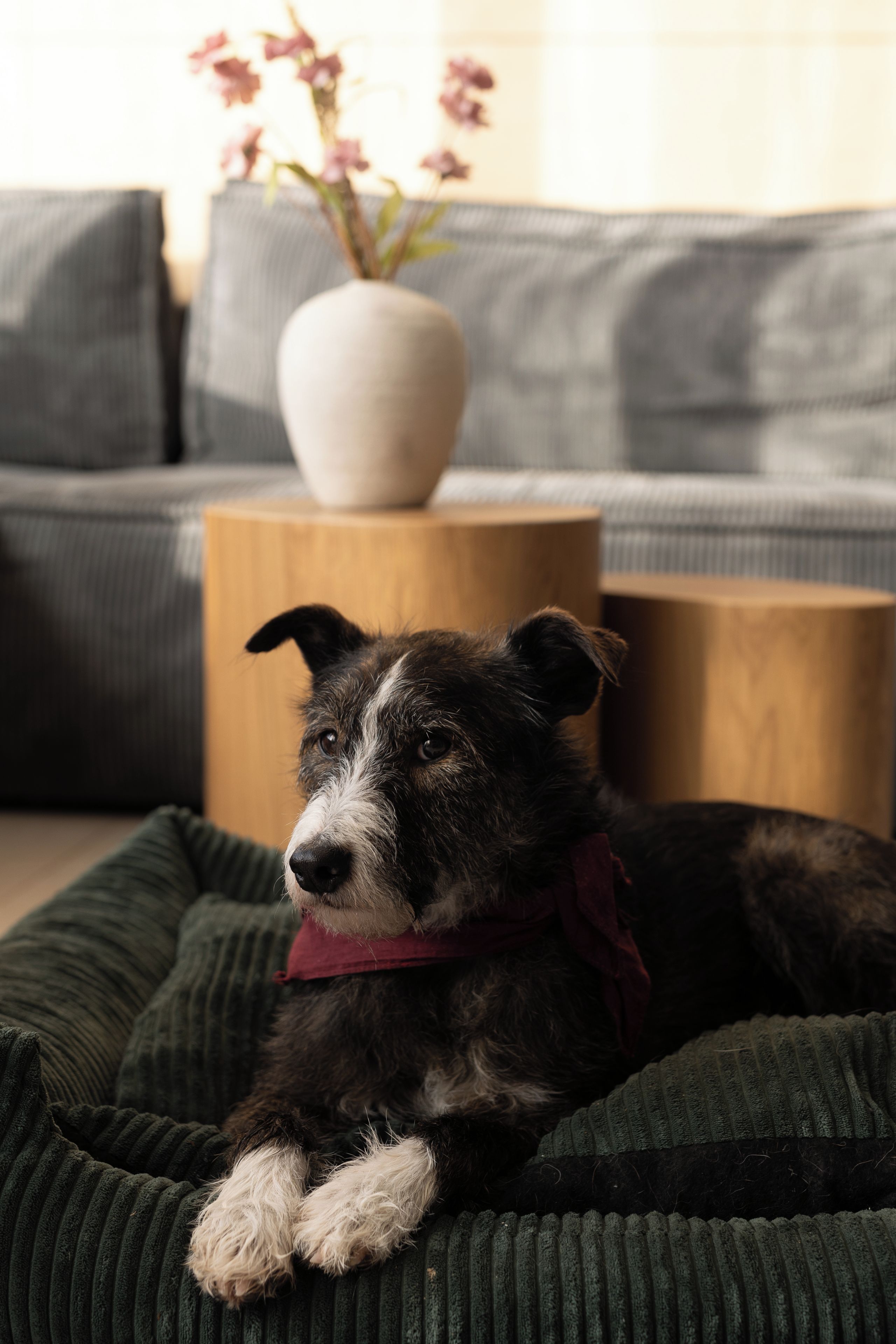 A dog lying on a green bed in a room with a grey couch and a white vase with flowers.