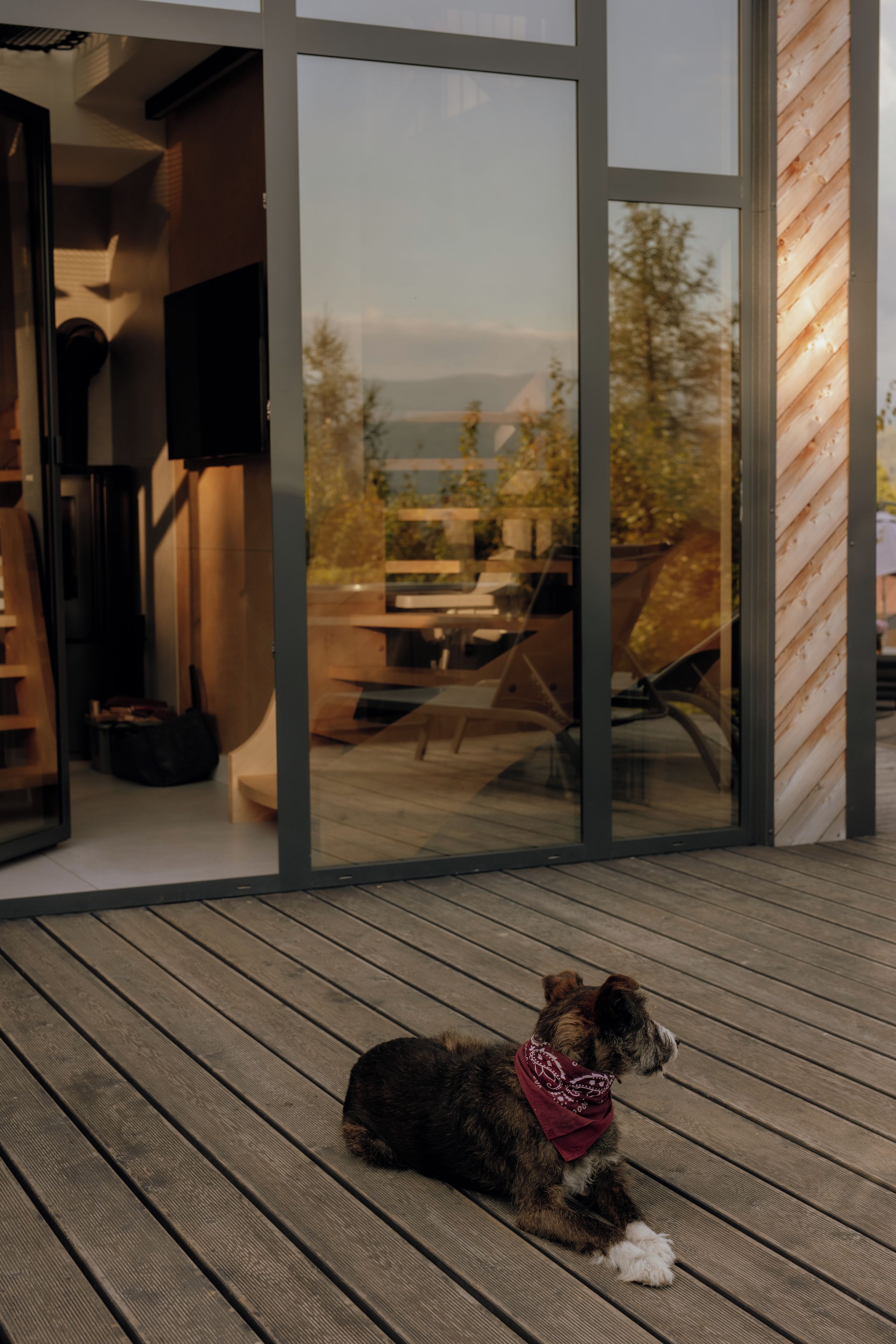 Un perro sentado en una terraza de madera con vistas a un edificio y árboles.