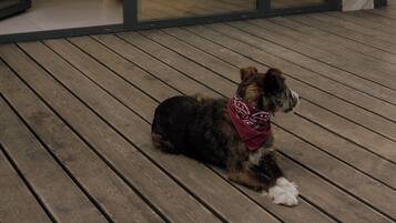 Un perro sentado en una terraza de madera con vistas a un edificio y árboles.