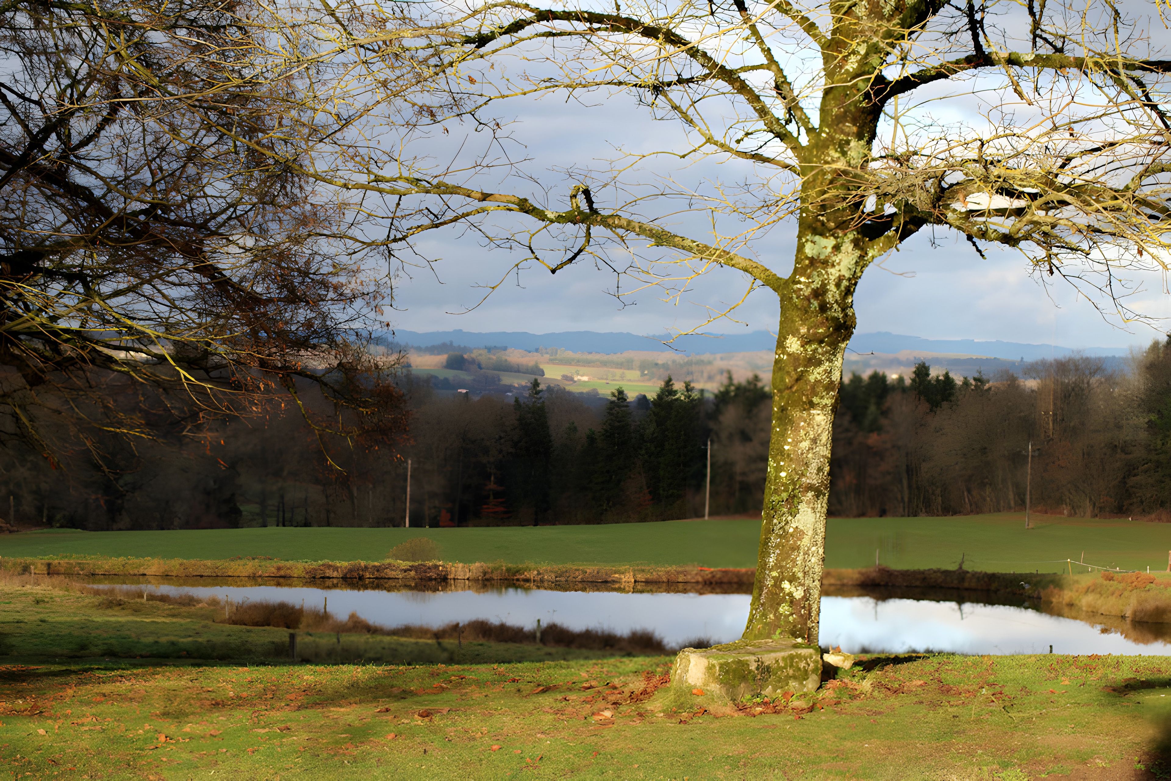 Un arbre dans un champ, avec une étendue d’eau et des montagnes au loin.