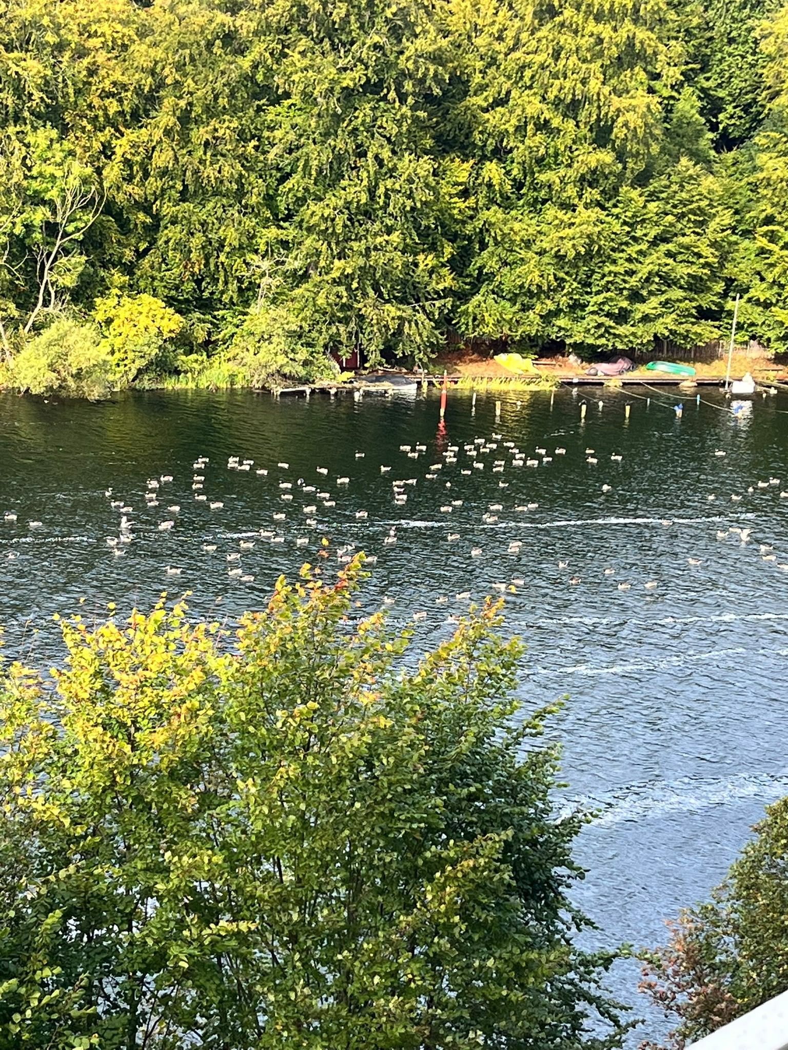 Ein See mit Enten und bewaldeter Landschaft im Hintergrund.