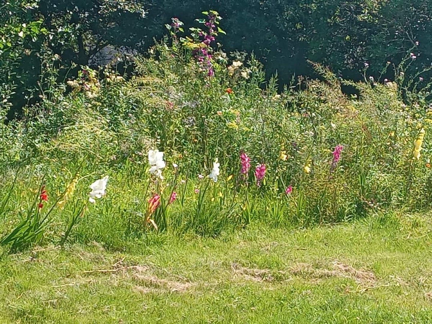 A grassy area with various wildflowers and plants.