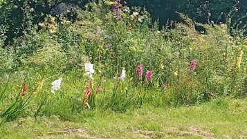 A grassy area with various wildflowers and plants.