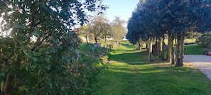 Un sentier bordé d’arbres et une zone herbeuse.