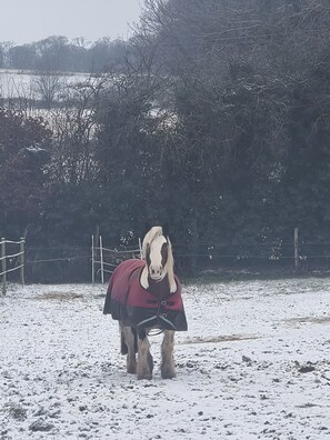 A horse standing in a snowy field with a fence and trees in the background. - Chalet 'Le  Aimée' with Shared Terrace, Wi-Fi and Air Conditioning (Terres-de-Caux)