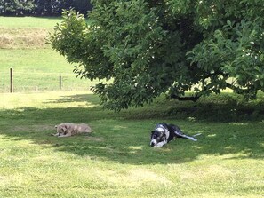 Dois cães deitados em um campo gramado com uma árvore ao fundo.