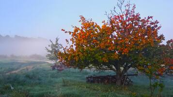 Un árbol con hojas otoñales en un campo con una cerca y un fondo brumoso.
