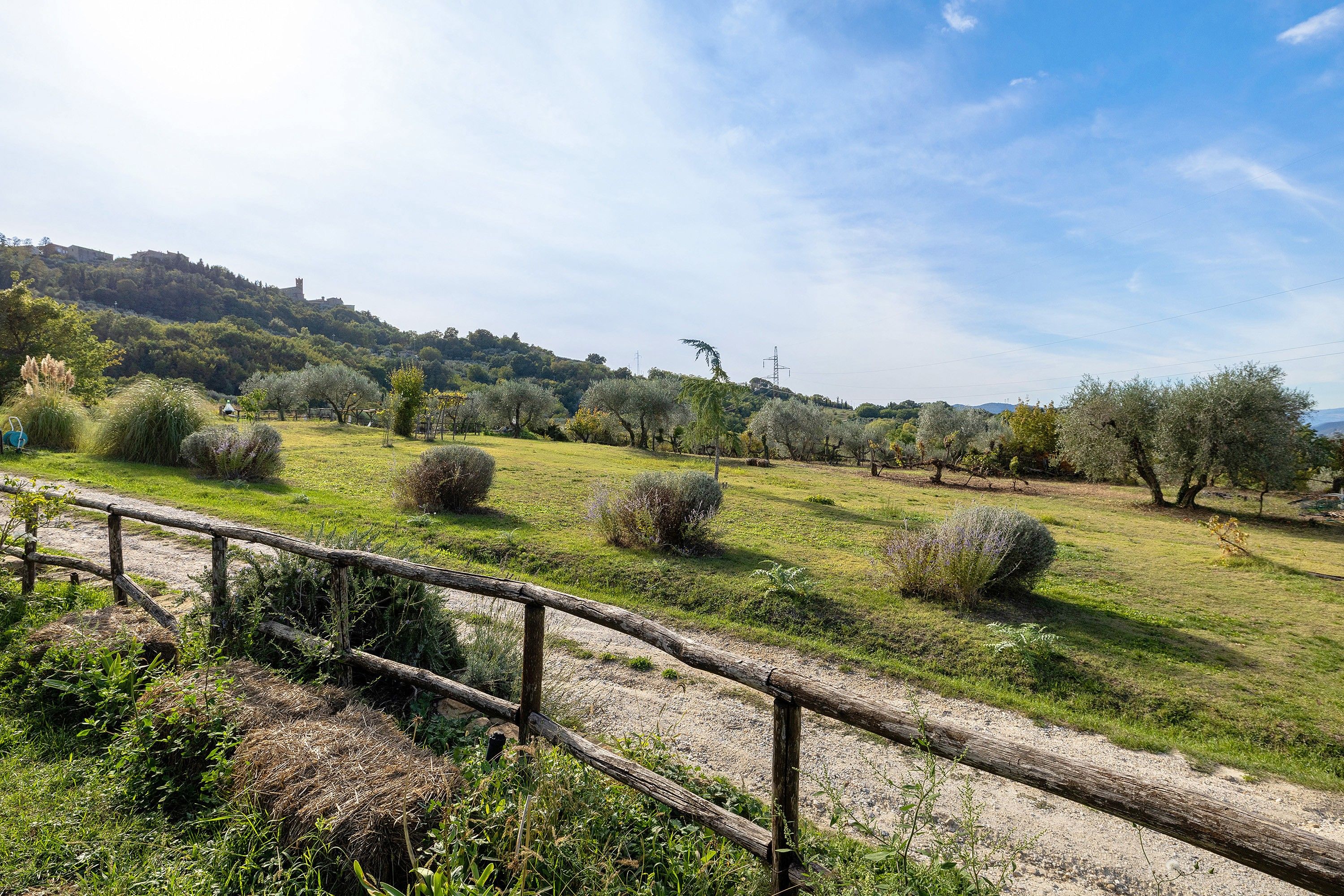 Paesaggio rurale con un sentiero sterrato, dolci colline e alberi sparsi.