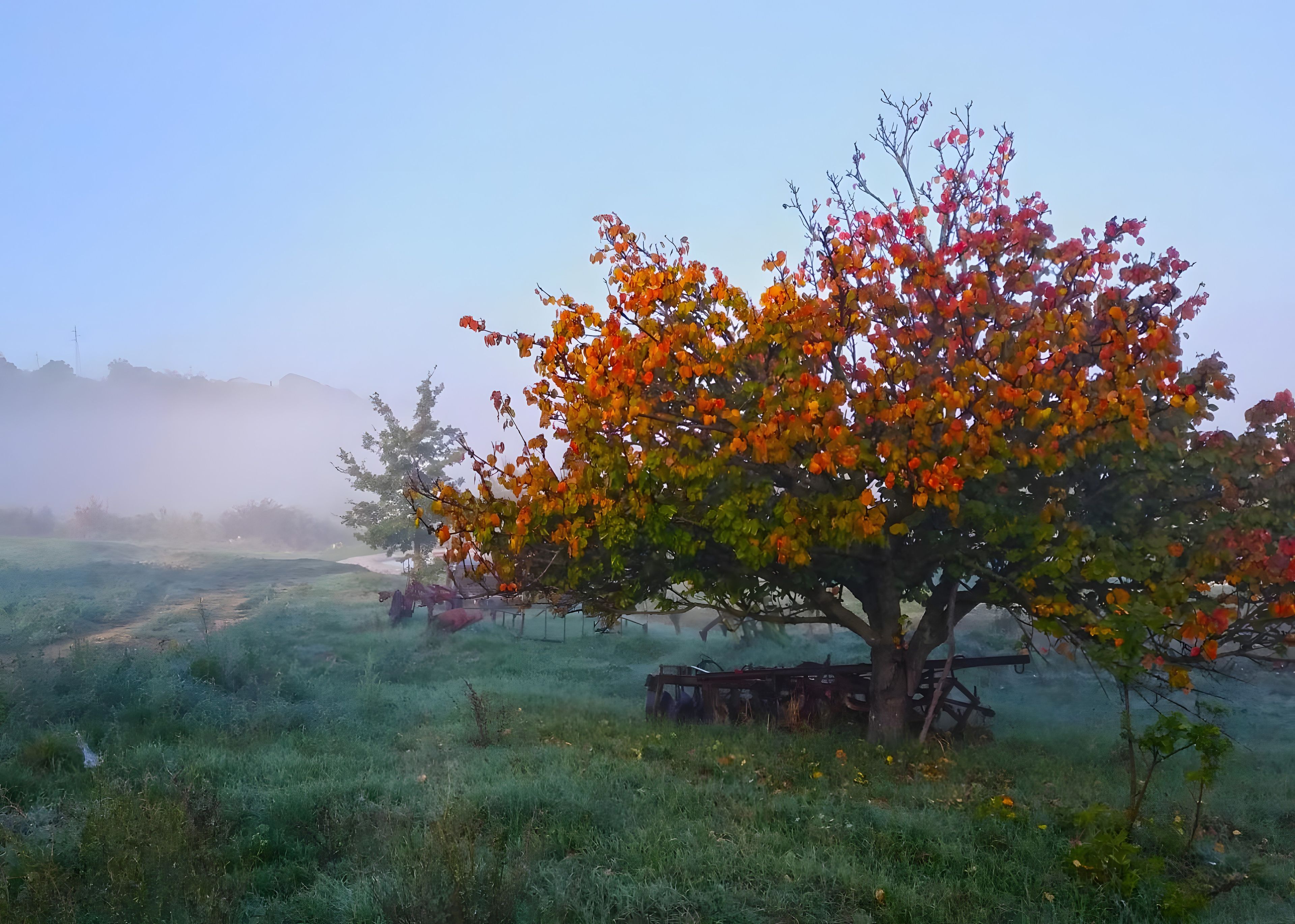Un árbol con hojas otoñales en un campo con una cerca y un fondo brumoso.
