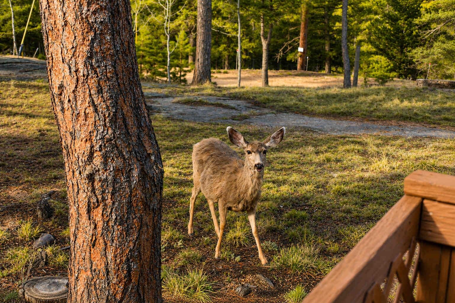 A deer in a natural setting with a wooden deck and a forested background.