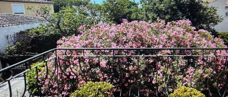 A balcony with a metal railing, a potted plant, and a view of a pink flowering bush.