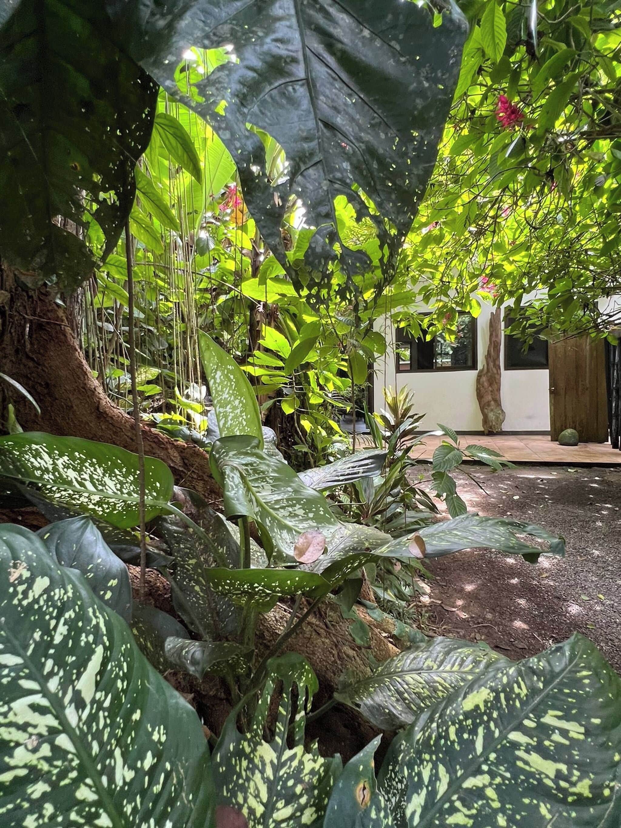 A lush indoor garden with various tropical plants and a large tree trunk.