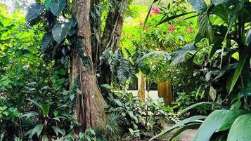 A natural outdoor area with dense foliage, a large tree trunk, and a gravel path.