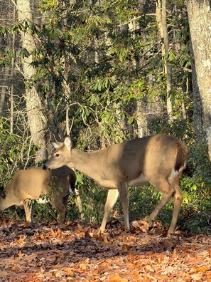 A forest scene with two deer, one adult and one juvenile, amidst trees and fallen leaves.