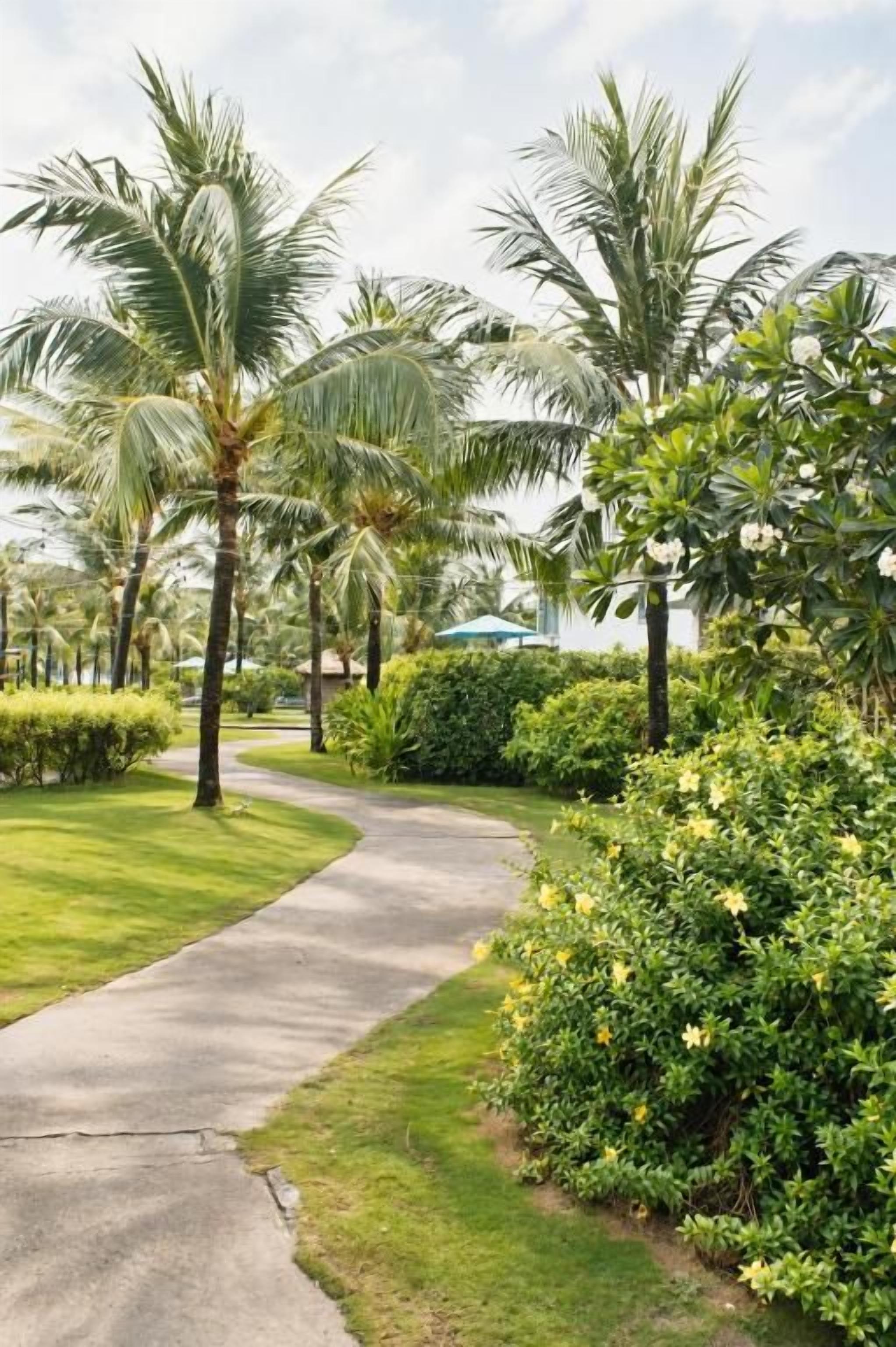 Un sendero pavimentado bordeado por vegetación exuberante y palmeras, que conduce a un edificio.