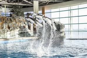 Golfinhos saltam da água em uma piscina interna com um cenário rochoso e grandes janelas.