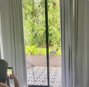 Blick durch ein Fenster mit Vorhängen, eine Person macht ein Foto, und ein Vogel auf dem Boden.