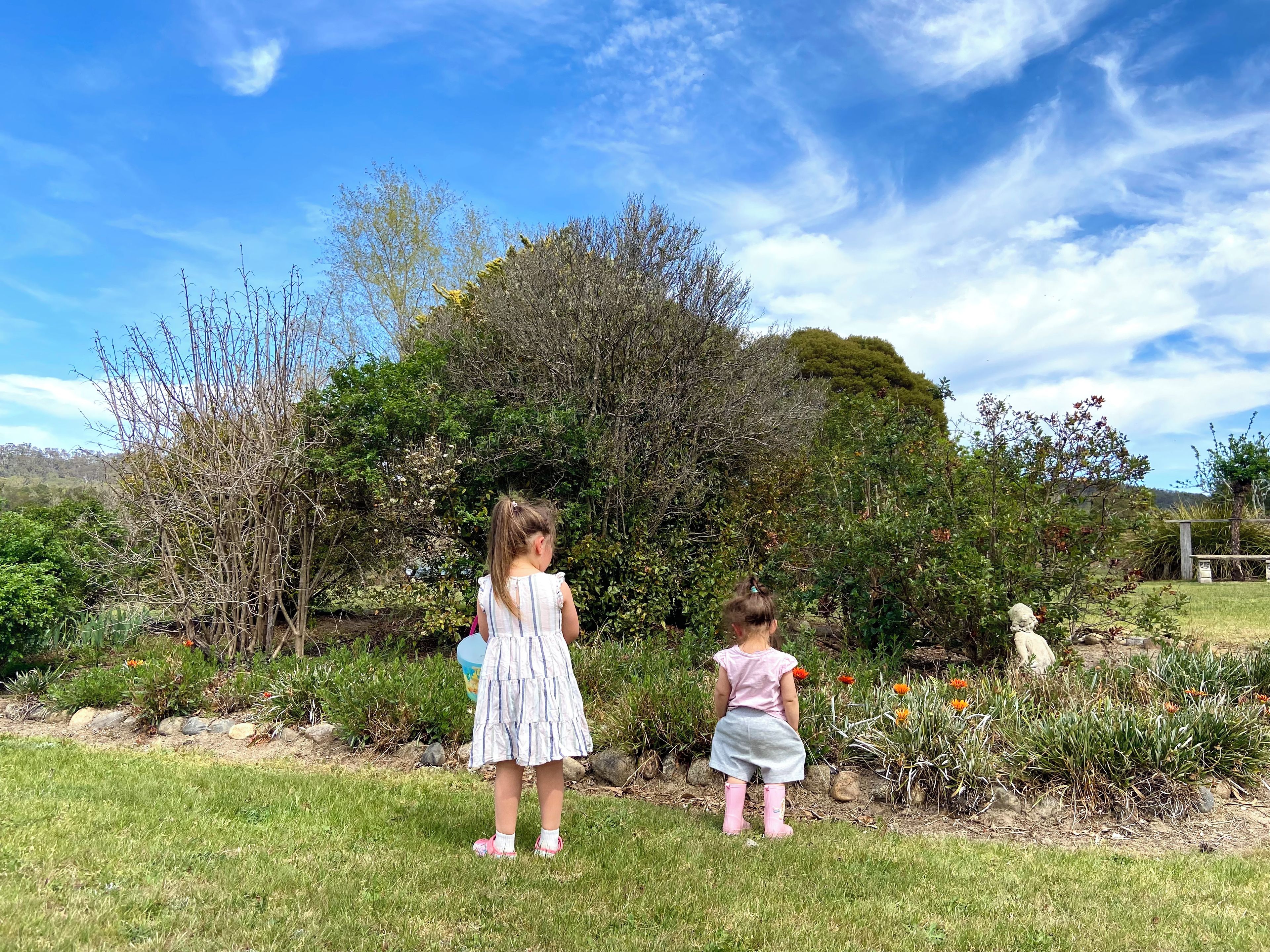 A garden with a variety of plants and a clear sky.