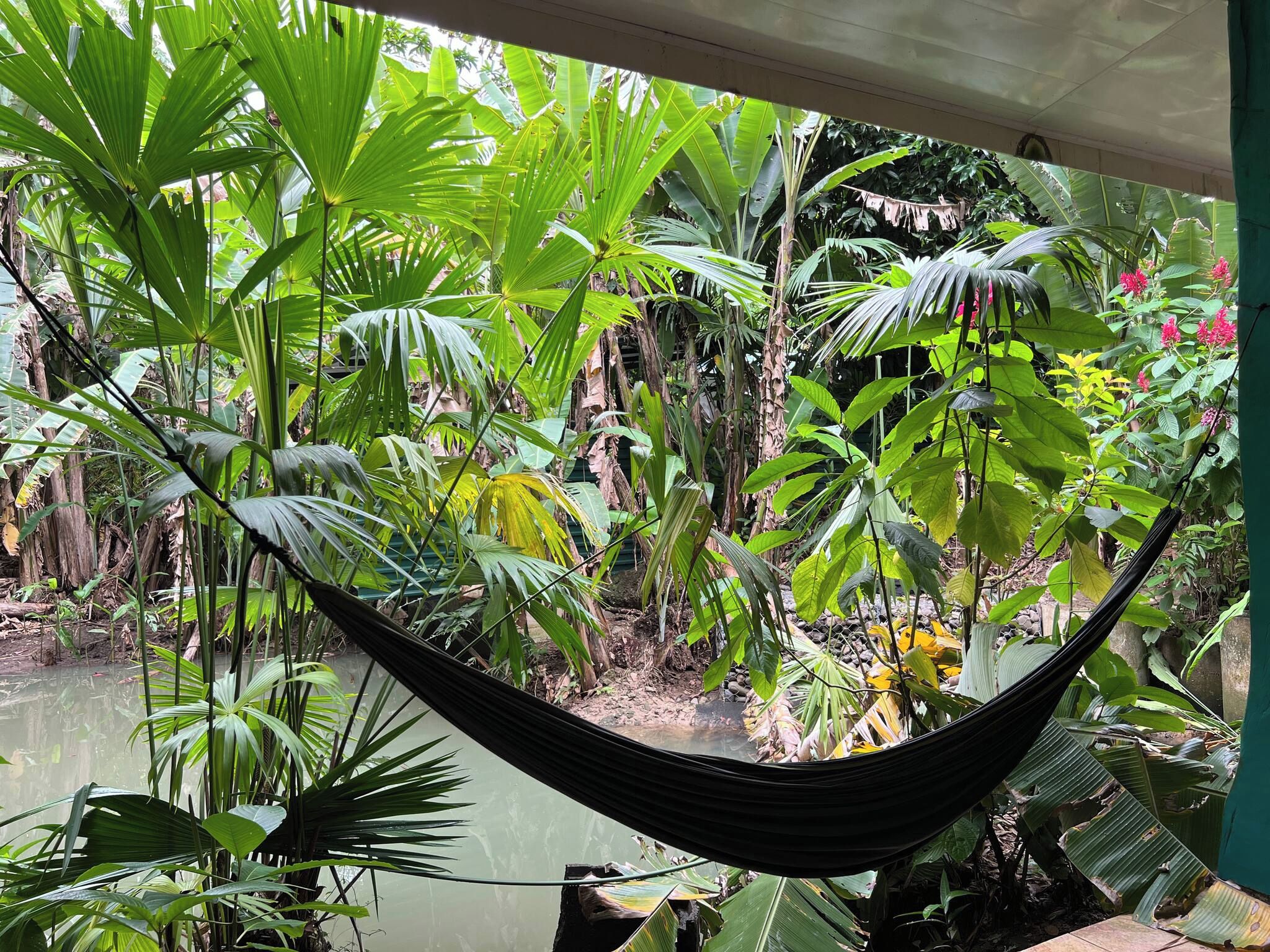 A hammock suspended between two poles in a lush garden with various tropical plants and a water feature.