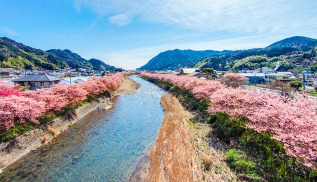 Un río bordeado por cerezos en flor y casas, con montañas al fondo.