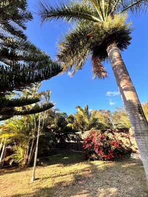 A tropical garden with palm trees and a flowering bush. - Bazaar Square Lodges - Frangipane (Garden) (Grand Baie)